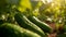 A close up of Cucumber Plant in plantation