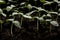 Close up, cucumber seedlings, water drops on cucumber leaves,