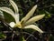 Close-up of the cucumber tree or cucumbertree or blue magnolia (Magnolia acuminata) flowering with yellow flower