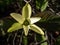 Close-up of the cucumber tree or cucumbertree or blue magnolia (Magnolia acuminata) flowering with yellow-green flower