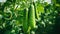 Close-Up of Cucumbers Growing in Garden Sun Day