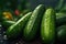 Close up of a cucumbers with water drops on blurred background