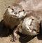 Close up of cuddling sleepy Oriental Short Clawed Otters