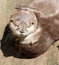 Close up of cuddling sleepy Oriental Short Clawed Otters