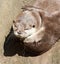 Close up of cuddling sleepy Oriental Short Clawed Otters