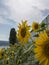 Close up of cultivation of sunflowers