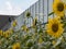 Close up of cultivation of sunflowers leaning