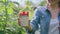 Close-up of cup with ripe raspberries in hands of woman in summer garden