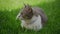 Close up of a curious cat laying on the green grass in the garden