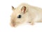 Close-up of a curious cream-colored gerbil looking forward with curiosity, isolated on white