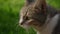 Close up of a curious domestic cat looking around on a sunset in the backyard lawn