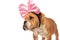 Close up of curious english bulldog with pink ribbon headband