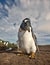 Close up of a curious Gentoo penguin against blue sky