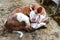 Close up of a curious ginger baby cow with a leash