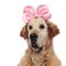 Close up of curious golden retriever wearing a pink ribbon