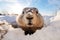 Close up of curious Groundhog emerging from snowy burrow. Groundhog Day and wildlife. AI Generative
