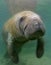 Close up of Curious Manatee