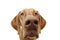 Close-up curious pointer dog eyes. Isolated on white background