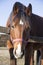 Close up of curious purebred warmblood horse