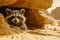 Close up of Curious Raccoon Peeking from Underneath Rock Formation in Arid Desert Landscape