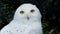 Close-up of a curious snowy owl looking into the camera lens, also known as the arctic owl, white owl and arctic owl