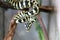 Close-up of curious young morelia spilota python on brown twig. Snake basking in the sun curled in a ball.