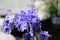 Close up of the curled, double bearded, purple petals of Sea Power Iris Flowers