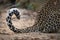 Close up of the curled tip of a leopard`s tail.