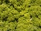 Close up of curly green kale leafs