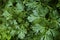 Close up of curly Italian parsley plant leaves background