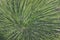 Close up of the curly white fibres of Agave filifera leaves