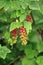 Close up of a currant plant