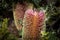 Close up Cut Leaf Banksia flower