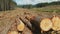 Close up of cut pine logs near tarraleah in tasmania