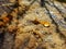 Close up of cut tree stump with sticky, oozing and dried sap.