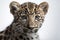 Close-up of a cute Amur Leopard\\\'s face on a white background