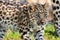 Close up of Cute Baby Amur Leopard Cub