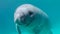 Close-up of Cute Baby Manatee