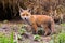 Close-up cute baby red fox cub vulpes standing