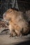 Close up of cute biggest rodent capybara taking sun