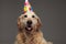 Close up of cute birthday golden retriever panting