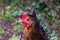 Close up on a cute black and brown bicolor chicken