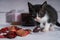 Close-up of cute black and white kitten in warm scene