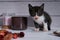 Close-up of cute black and white kitten in warm scene