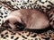 Close up of a cute blue-eyed siamese cat lying on a fluffy leopard patterned plaid. Selective focus