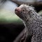 Close-up of a cute Brazilian Porcupine