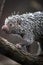 Close-up of a cute Brazilian Porcupine