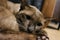 Close up Cute brown lovely young cat lying and looking camera