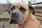 Close-up of a cute brown mastiff dog