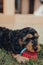 Close up of a cute Cockapoo puppy playing with a chewy toy in a garden, selective focus